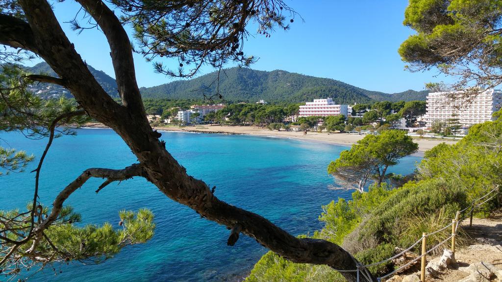 Sureda * Canyamel (Mallorca)